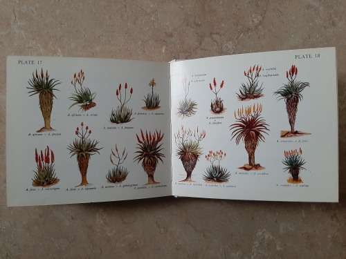 What Aloe is that? - Author: Eric Judd
