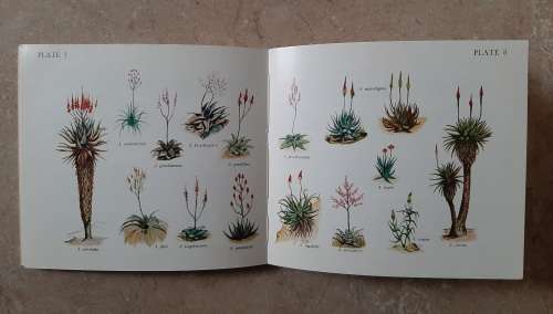 What Aloe is that? - Author: Eric Judd