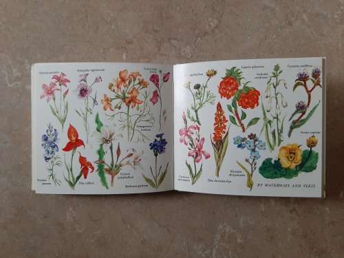 What Flower is that? ~ Summer - Author: Hazel Stokes