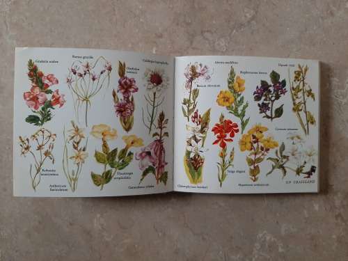What Flower is that? ~ Summer - Author: Hazel Stokes