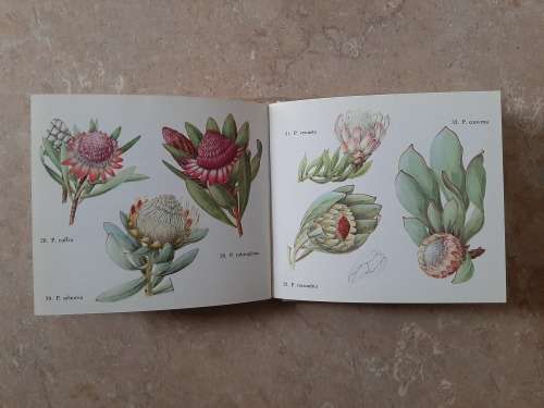 What Protea is that? - Author: H. B. Rycroft