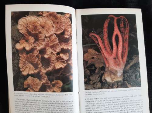 A Field Guide to the Mushrooms of S.A. - Author: Levin, Branch, Rappoport & Mitchell