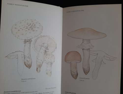 A Field Guide to the Mushrooms of S.A. - Author: Levin, Branch, Rappoport & Mitchell