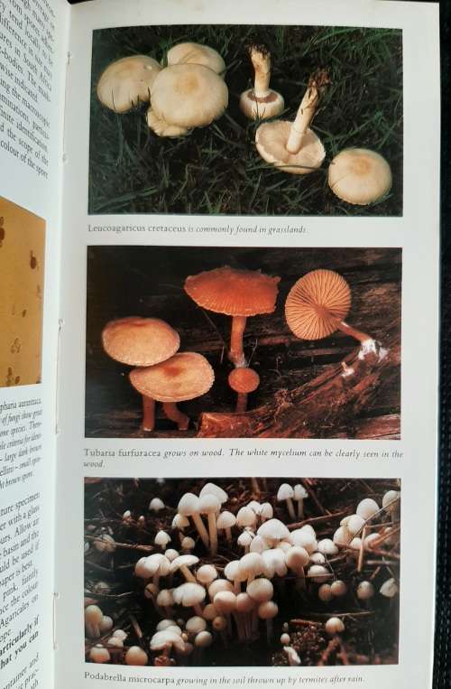 A Field Guide to the Mushrooms of S.A. - Author: Levin, Branch, Rappoport & Mitchell