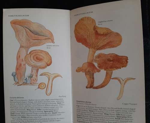A Field Guide to the Mushrooms of S.A. - Author: Levin, Branch, Rappoport & Mitchell