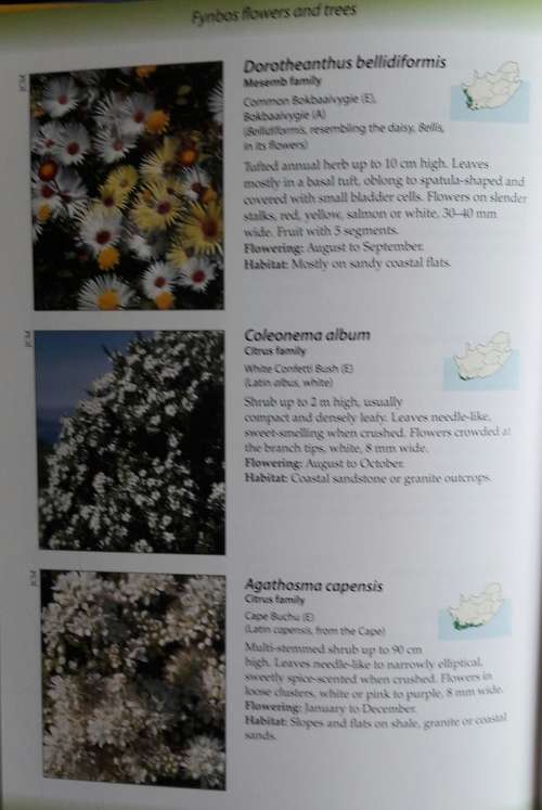 Fynbos -Collin Paterson-Jones  - Jones & John Manning