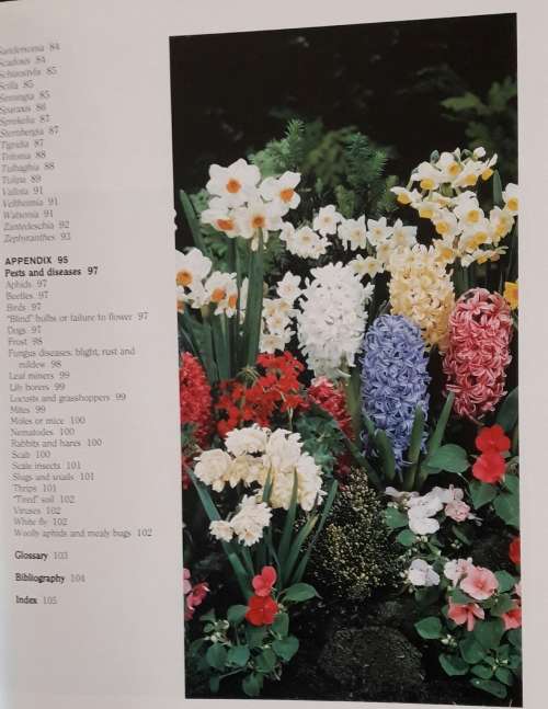 Growing Bulbs in Southern Africa - Floris BarnHoorn