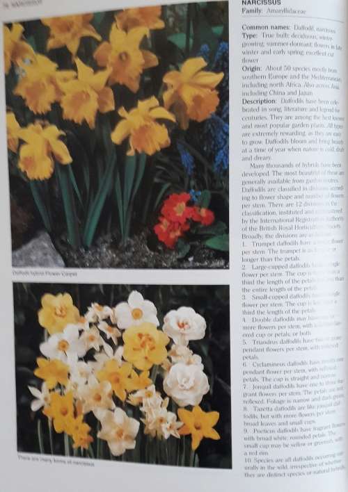 Growing Bulbs in Southern Africa - Floris BarnHoorn