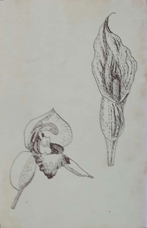 Origins and Meanings of Names of South African Plant Genera - W P U Jackson