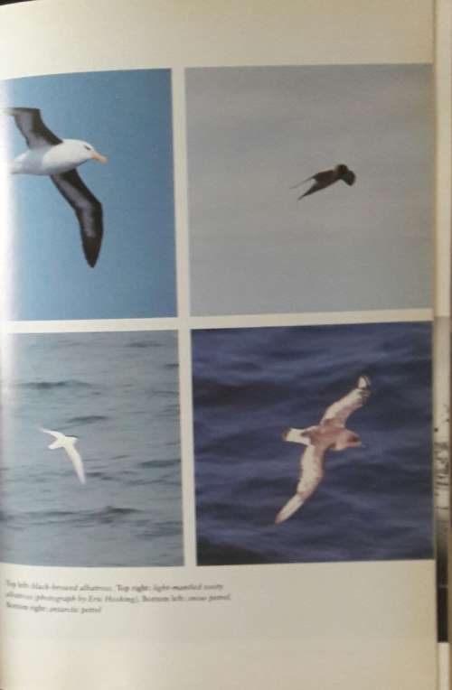 Voyage Through The Antarctic