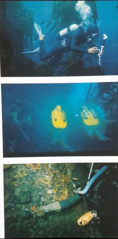 Underwater Africa - Al J Venter