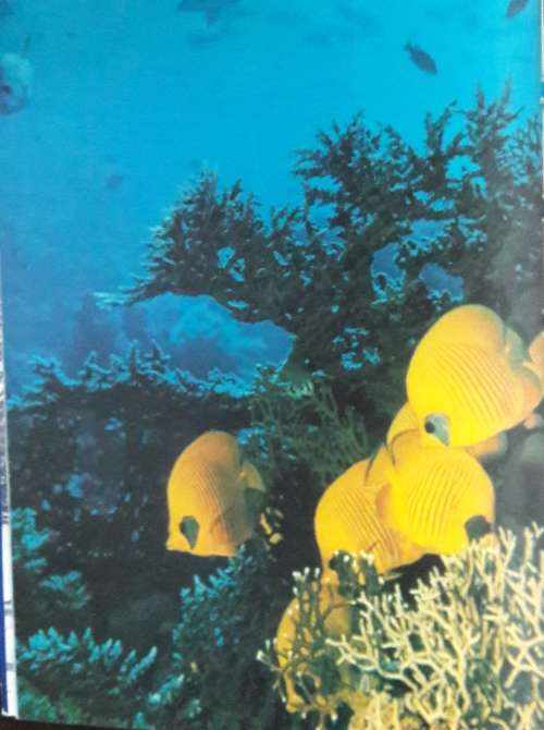 Underwater Africa - Al J Venter