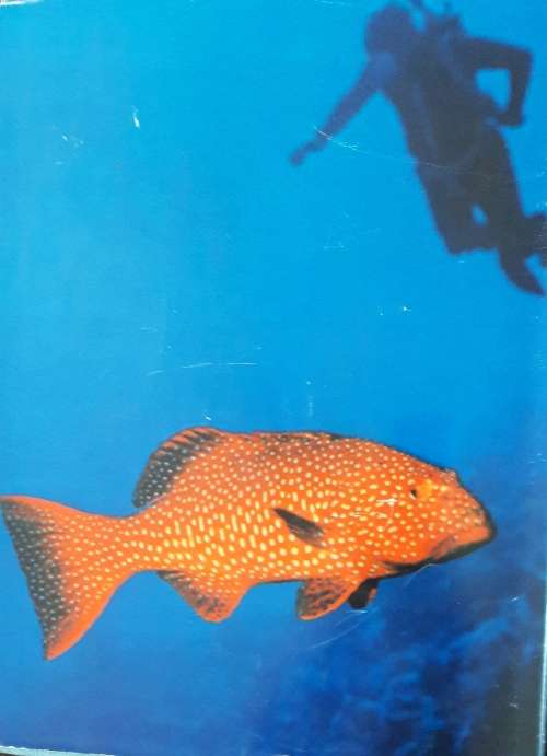 Underwater Africa - Al J Venter