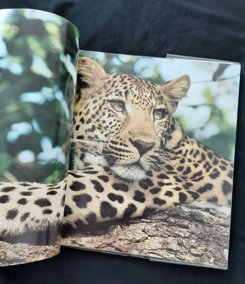 The Leopards of Londolozi By Lex Hes
