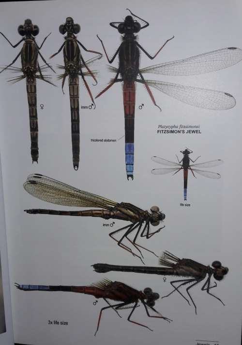 A Fieldguide to the Damselflies of South Africa - Warwick and Michele Tarboton