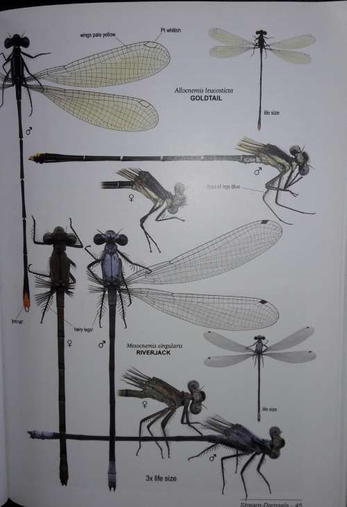A Fieldguide to the Damselflies of South Africa - Warwick and Michele Tarboton