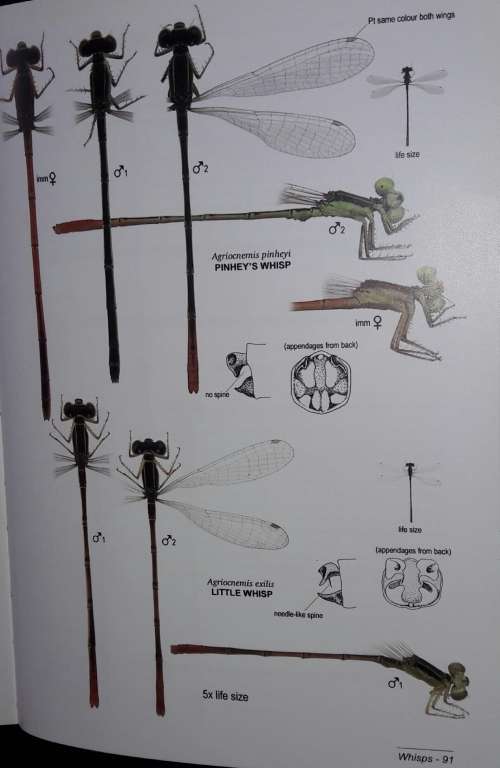 A Fieldguide to the Damselflies of South Africa - Warwick and Michele Tarboton