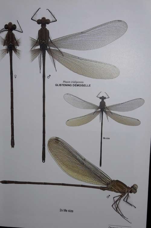 A Fieldguide to the Damselflies of South Africa - Warwick and Michele Tarboton