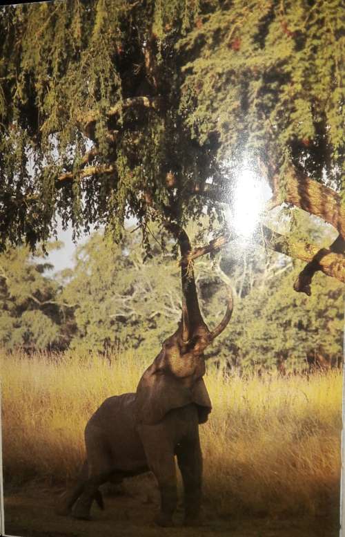 Valley of the Elephants - The story of the Luangwa Valley and its Wild Life - Norman Carr