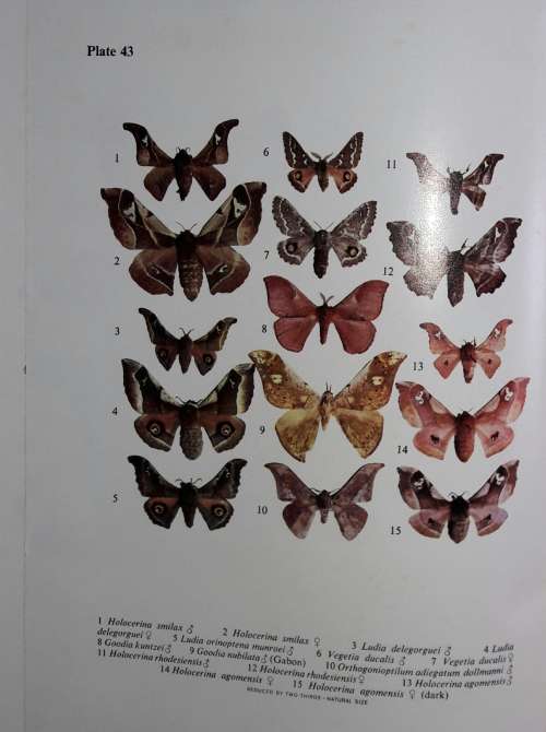 Emperor Moths of South and South-Central Africa - Elliott Pinhey