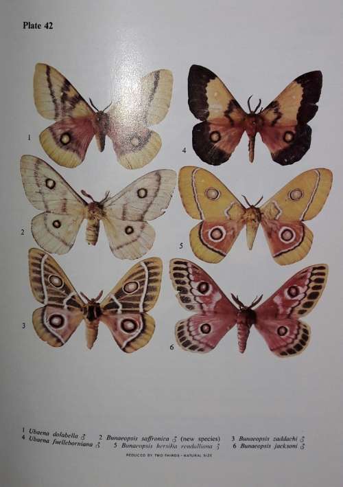 Emperor Moths of South and South-Central Africa - Elliott Pinhey
