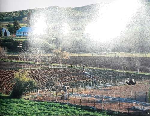 The Little Karoo -Jan van Tonder - Lanz Horsten