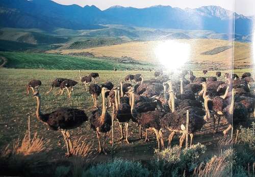 The Little Karoo -Jan van Tonder - Lanz Horsten