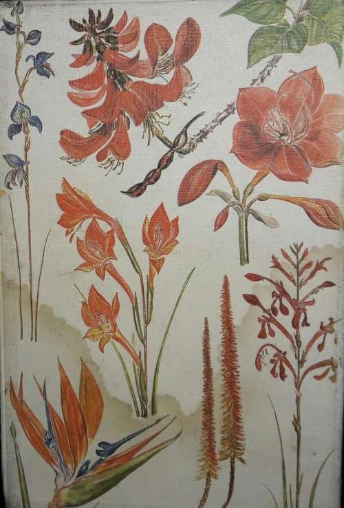 Eastern Cape Veld Flowers - Eily Gledhill