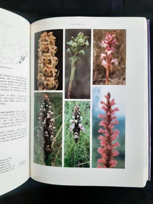 Orchids of Southern Africa by H.P. Linder & H. Kurzweil
