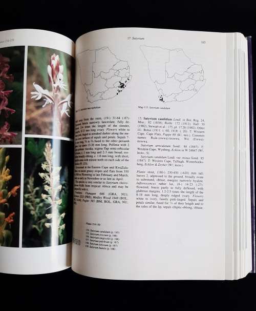 Orchids of Southern Africa by H.P. Linder & H. Kurzweil