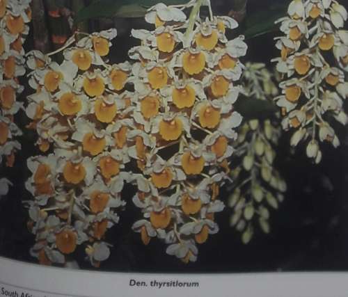 Orchids South Africa - A South Africa Orchid Council Publication