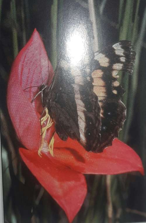 Orchids South Africa - A South Africa Orchid Council Publication