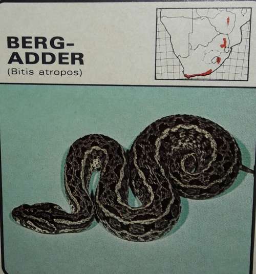 Dangerous Snakes