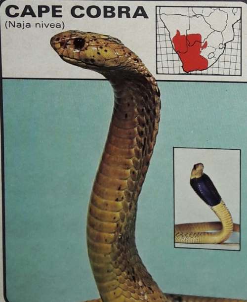 Dangerous Snakes