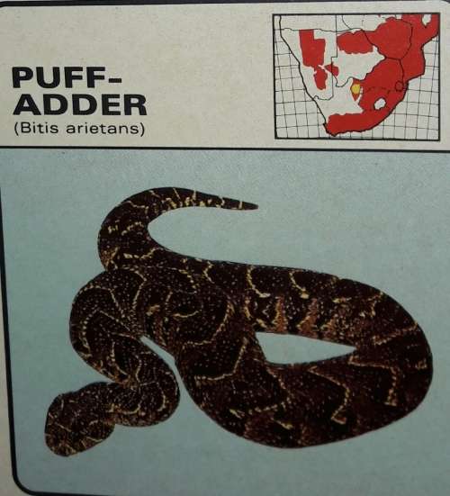 Dangerous Snakes