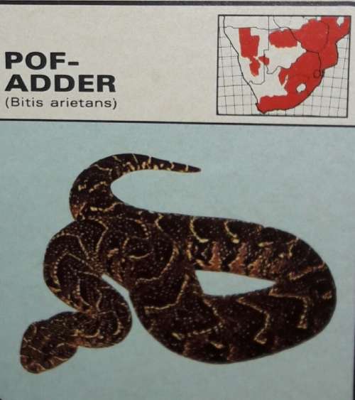 Dangerous Snakes
