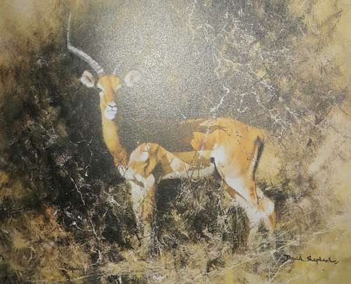 An Artist in Africa - David Shepherd