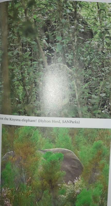 The Secret Elephants - Gareth Patterson