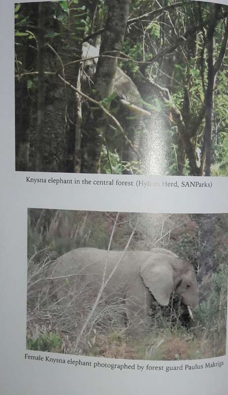 The Secret Elephants - Gareth Patterson