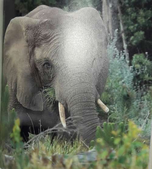 The Secret Elephants - Gareth Patterson