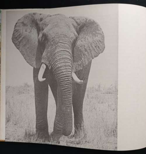 2 Geliefde Ou Afrika-Vriende by PJ Schoeman