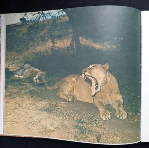 2 Geliefde Ou Afrika-Vriende by PJ Schoeman