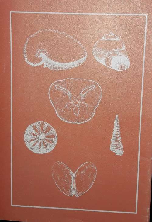 Still Bay Shells - Frieda Klonus