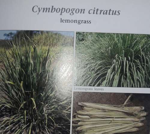 Food Plants Of The World - Ben-Erik van Wyk