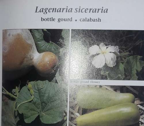 Food Plants Of The World - Ben-Erik van Wyk