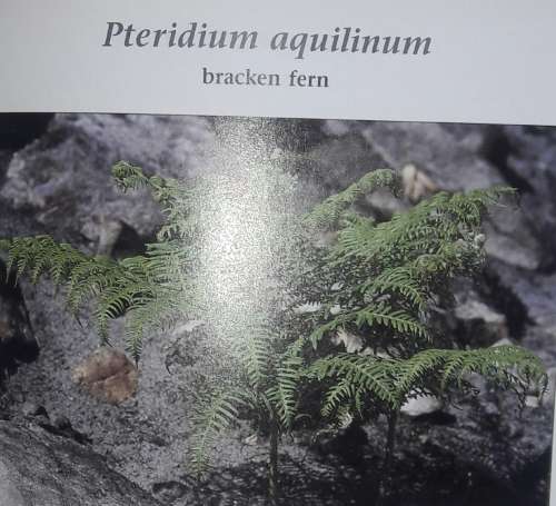 Food Plants Of The World - Ben-Erik van Wyk