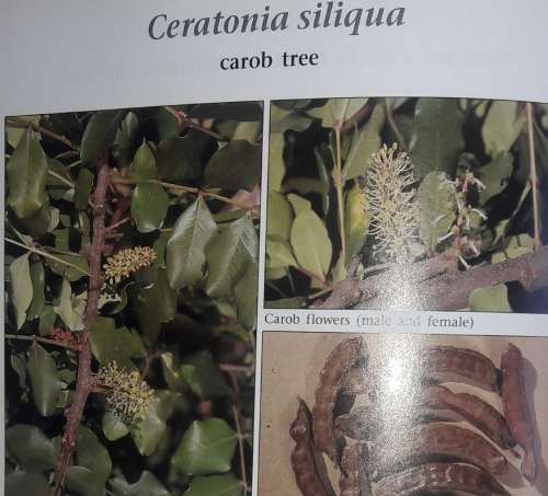 Food Plants Of The World - Ben-Erik van Wyk
