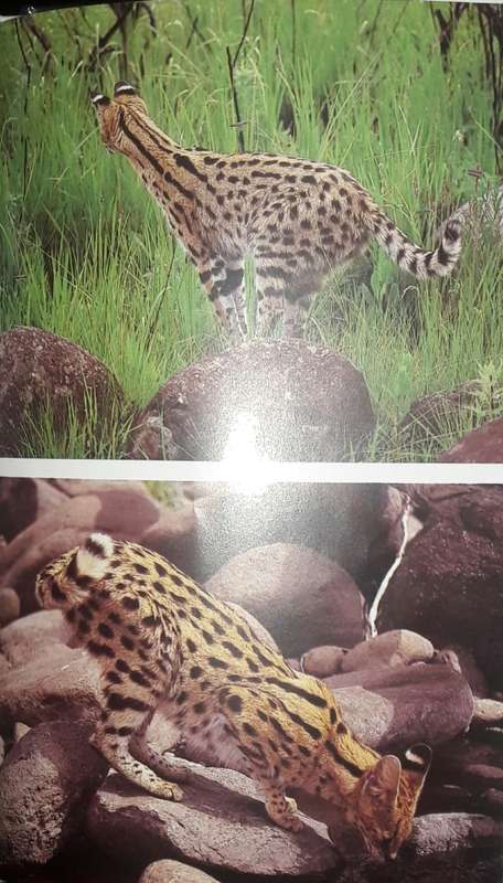 Predators Of Southern Africa