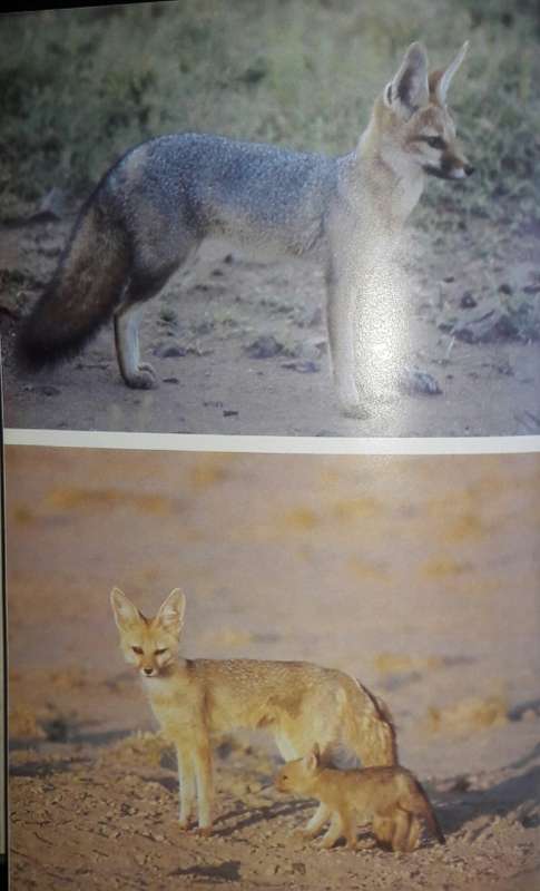 Predators Of Southern Africa
