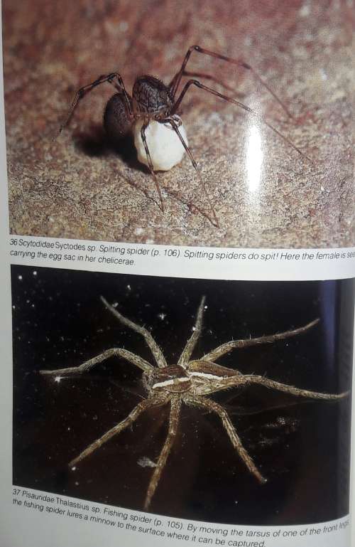 Southern African Spiders - An Identification Guide - Martin R Filmer